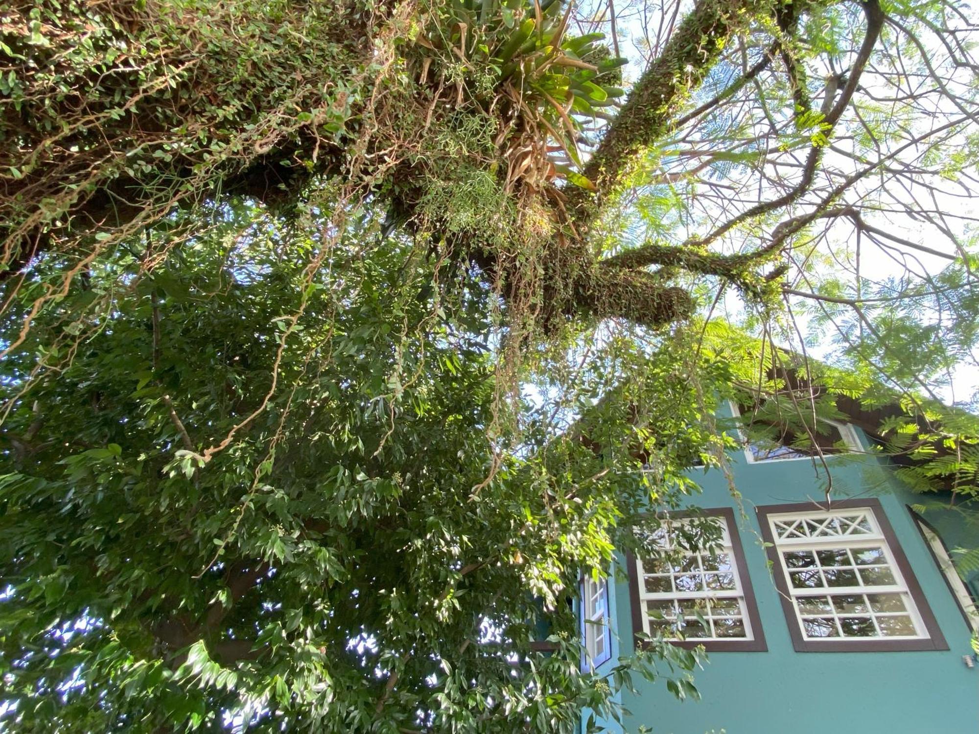 Solar Das Petalas Guest House Florianópolis Exterior foto